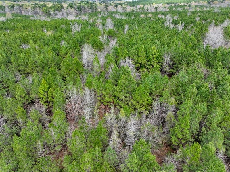 13 Acres, T-3, Eugene Walker Road : Zavalla : Angelina County : Texas