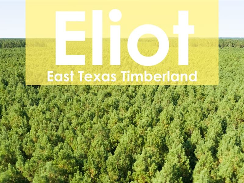 34 Acres, T-28, Eliot : Groveton : Trinity County : Texas