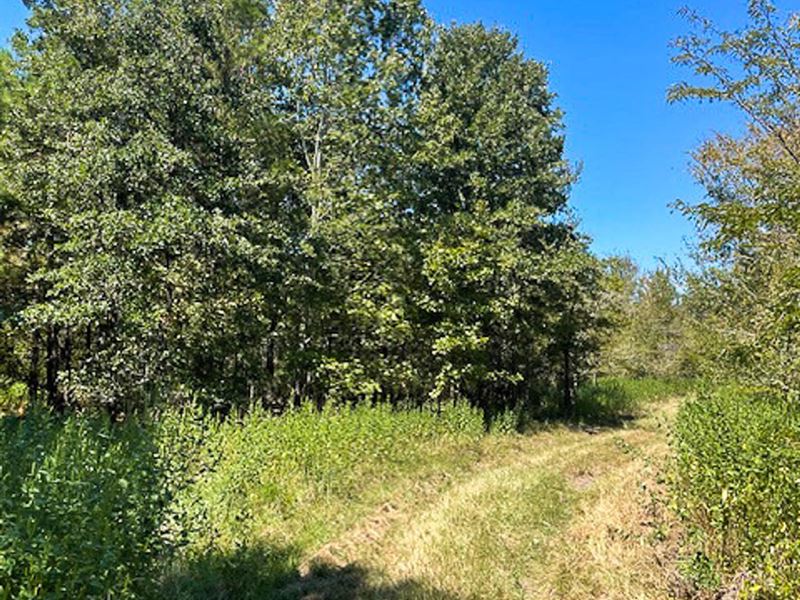 54 Acres, 8881 FM 356 : Trinity : Trinity County : Texas
