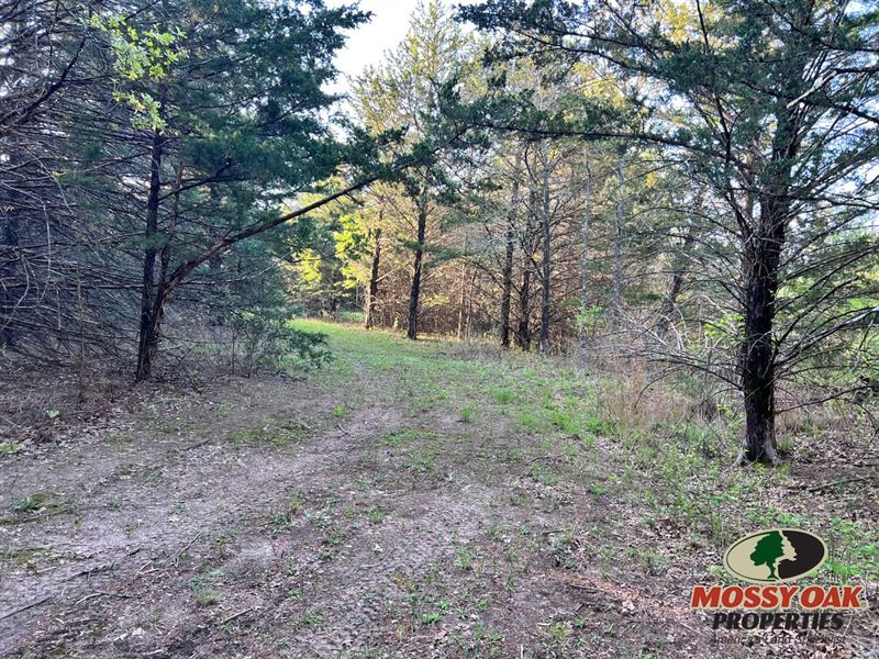 Wooded Land for Sale North of Muens : Muenster : Cooke County : Texas