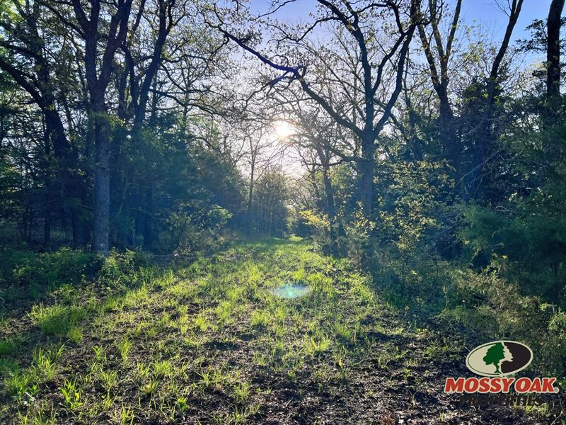 Wooded Land for Sale North of Muens : Muenster : Cooke County : Texas