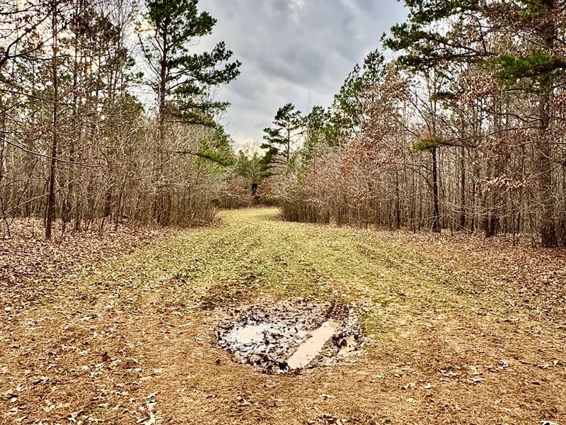 80 Acres in Benton County, MS : Michigan City : Benton County : Mississippi