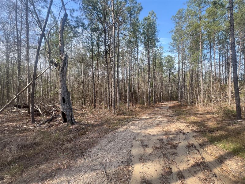 10 Acres in Salem, AL : Salem : Lee County : Alabama