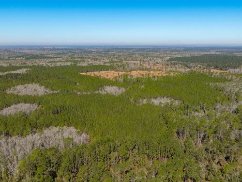 Millwood Timberland West : Greenville : Jefferson County : Florida