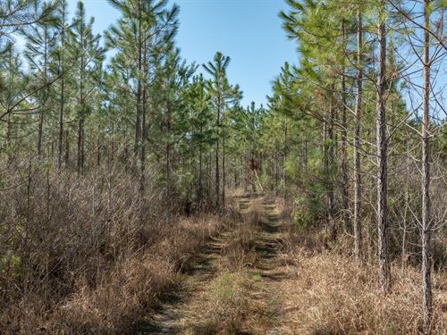 Millwood Timberland East : Greenville : Jefferson County : Florida