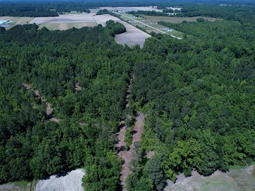 Timber and Hunting Land for Sale : Chadbourn : Columbus County : North Carolina