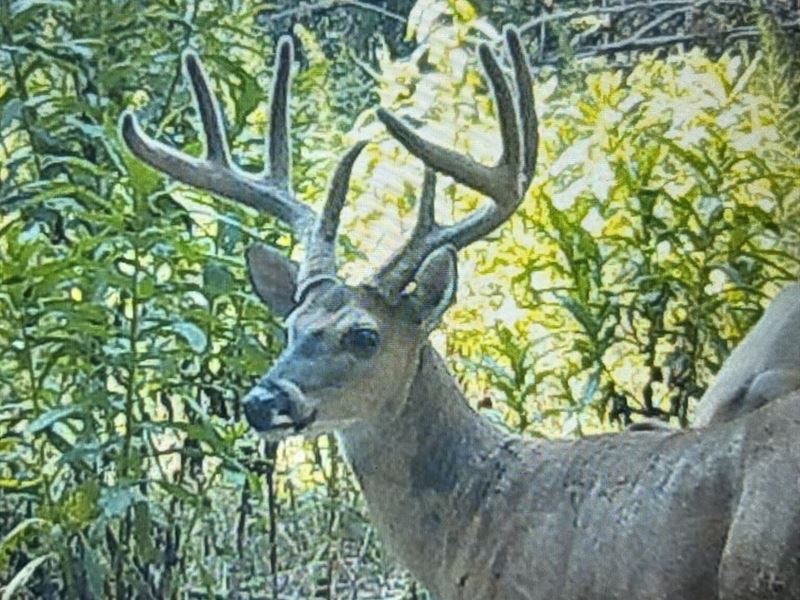 782.5 Acre Walnut Grove, TN : Savannah : Hardin County : Tennessee