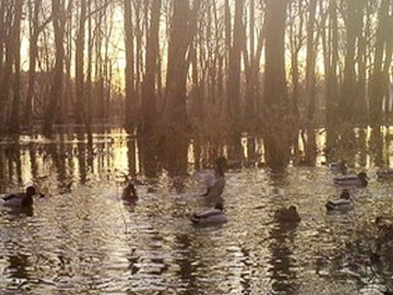 66-Acres with Row Crop, Whitetail : Camden : Benton County : Tennessee