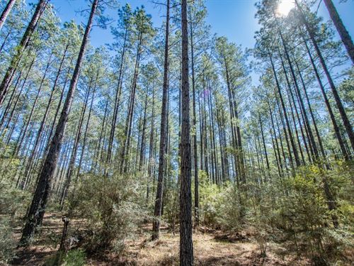 102 Ac Timber, Homesite, And Huntin : Vernon : Washington County : Florida