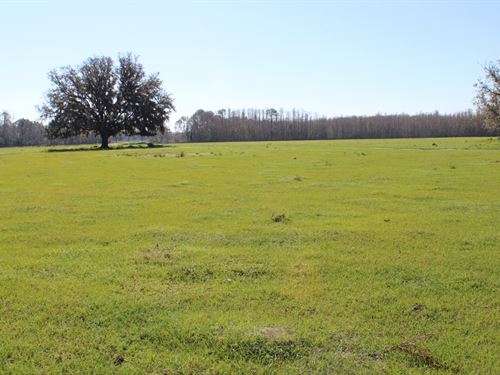Lake County Ranch & Timber : Groveland : Lake County : Florida