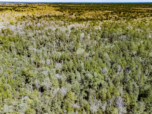 112 Ac Telogia Creek Frontage : Hosford : Liberty County : Florida