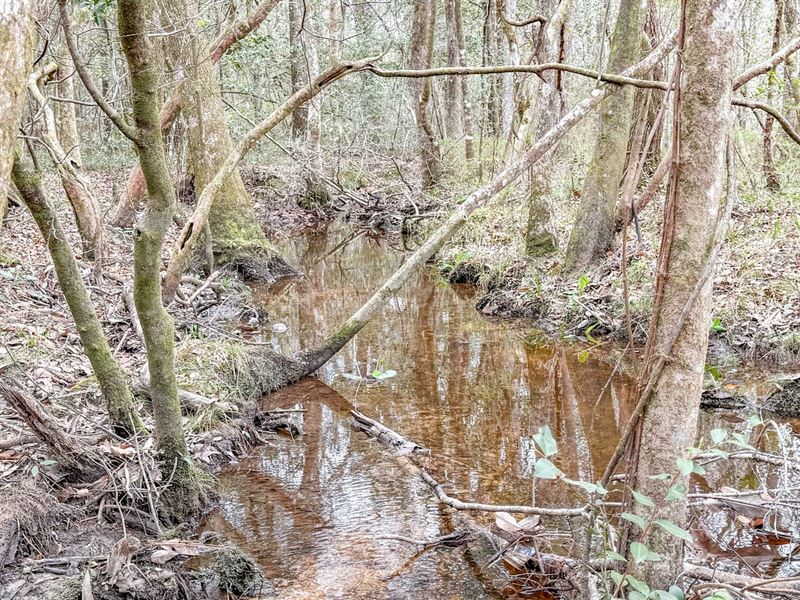 80 Ac Timber and Recreational Tract : Bonifay : Holmes County : Florida