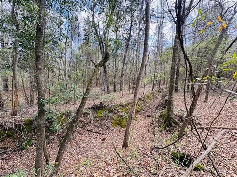 Beatiuful Hardwood Tract, Creek : Summit : Pike County : Mississippi