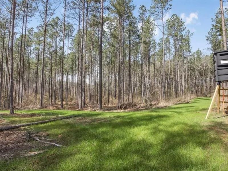 Amite County Hunting Land for Sale : Smithdale : Amite County : Mississippi