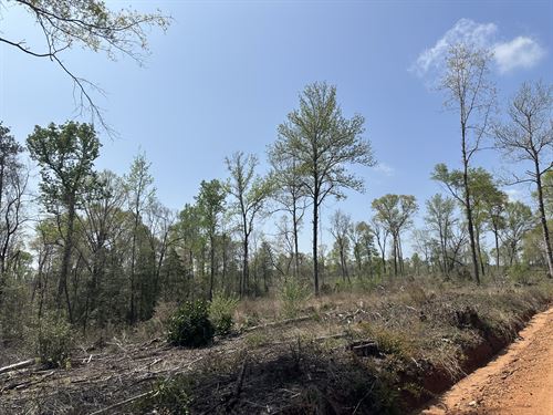 Beaver Pond Road Nw, 39 Acres : Monroeville : Monroe County : Alabama