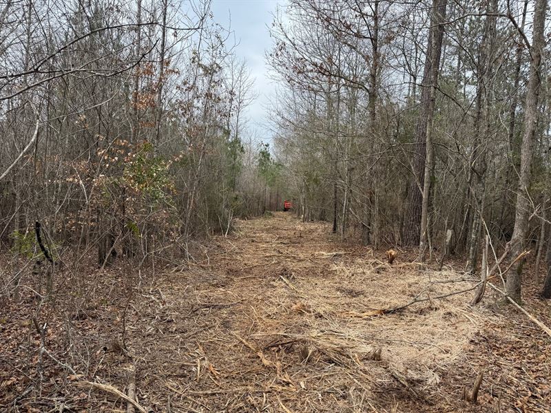 Recreational and Hunting Tract : Bogue Chitto : Lincoln County : Mississippi