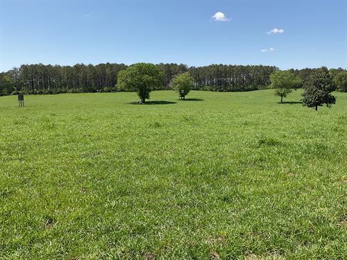 Mount Ivy Creek Rd Pasture, 46 Ac : Rutledge : Crenshaw County : Alabama