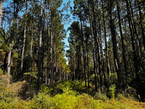 Trinity Lady Park 5 : Trinity : Texas