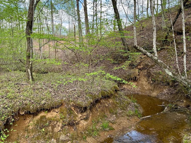 48 Acres in Webster County, MS : Mantee : Webster County : Mississippi