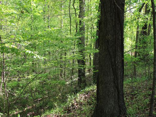 Gilmer Oaks 158 : Yazoo City : Yazoo County : Mississippi