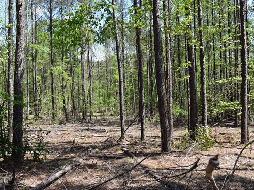 Pine Tree Road : El Dorado : Union County : Arkansas