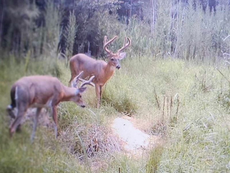 88.74 Acre Turn Key Hunting and Inv : Plymouth : Washington County : North Carolina