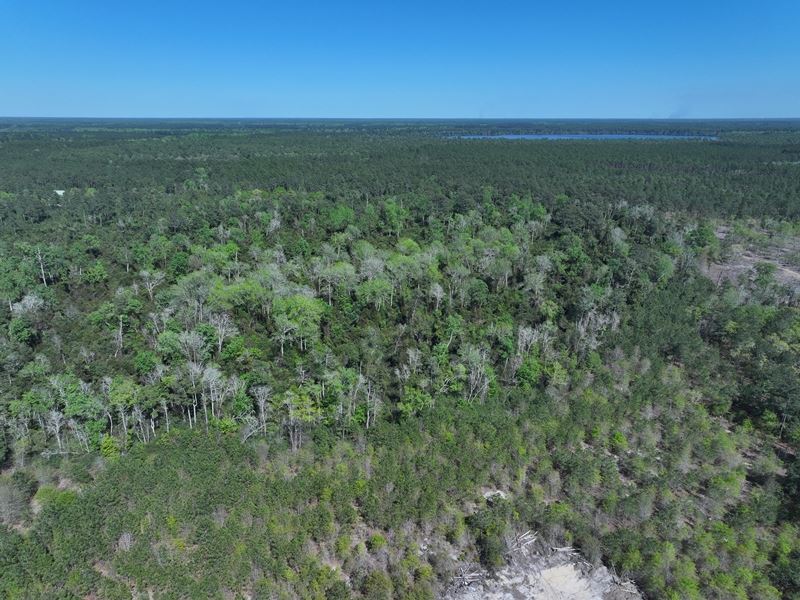 Hunting Land for Sale : White Oak : Bladen County : North Carolina