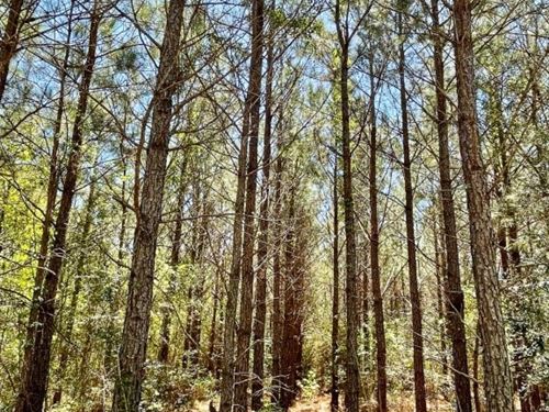 Harry Priddy Road : Americus : Sumter County : Georgia