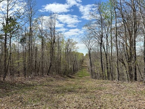 Affordable Timber & Recreation : Jeffersonville : Twiggs County : Georgia