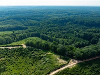 California Woods 2A Tract : Lumpkin : Stewart County : Georgia
