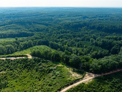 California Woods 2A Tract : Lumpkin : Stewart County : Georgia