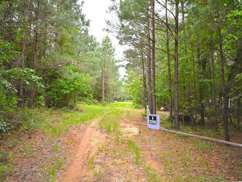 173 Acres of Prime Hunting Land : Etoile : Nacogdoches County : Texas
