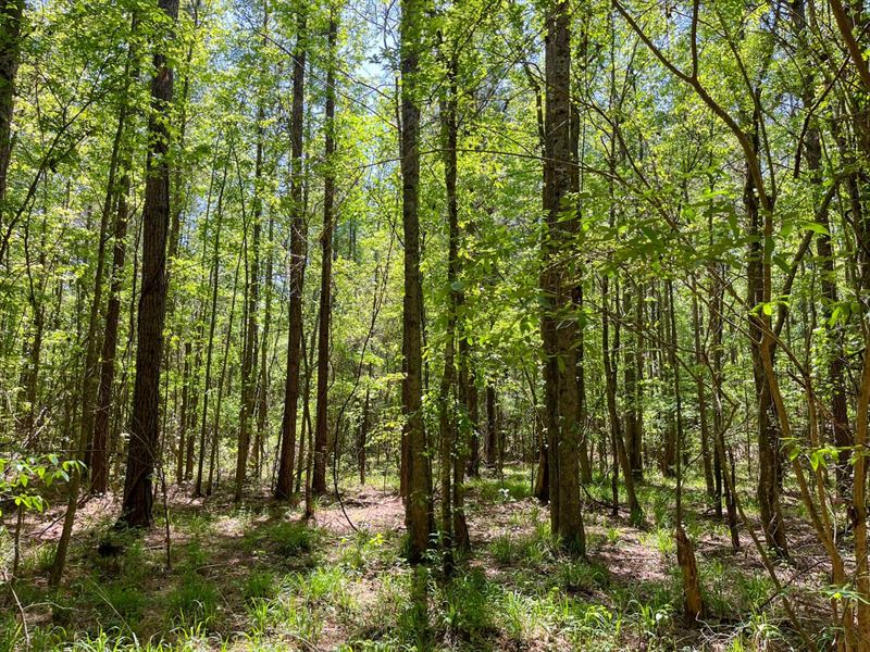 Madison County, 20.14 Acres : Camden : Madison County : Mississippi