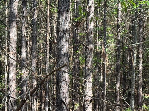 120 Acres, Pine Plantation/Hunt : Jacksons Gap : Tallapoosa County : Alabama