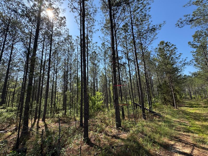 120 Acres, Pine Plantation/Hunt : Jacksons Gap : Tallapoosa County : Alabama