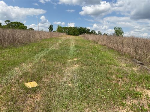 Highway 189 Tract, 60.58 Acres : Elba : Coffee County : Alabama