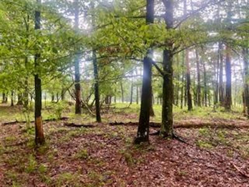 Southwest Mississippi Paradise : Bogue Chitto : Lincoln County : Mississippi