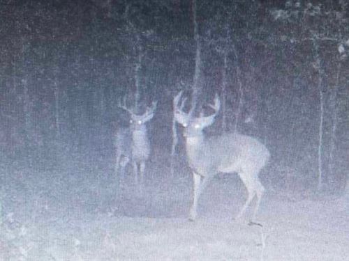 80 AC of Prime Recreational Hunt : Winona : Shannon County : Missouri