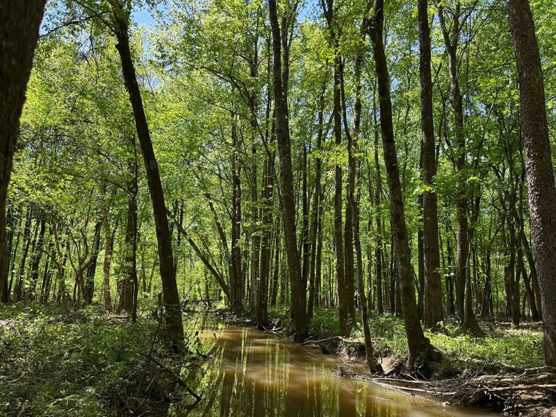 38 Acres in Prentiss County, MS : New Site : Prentiss County : Mississippi