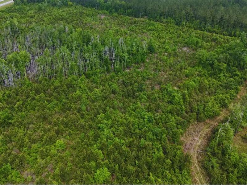 61 Acres in Greene County in McLain : McLain : Greene County : Mississippi