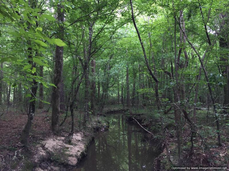 Perfect Hunting Tract : Ruth : Lincoln County : Mississippi
