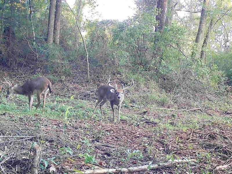 22 Acres Butler Co : Honoraville : Crenshaw County : Alabama