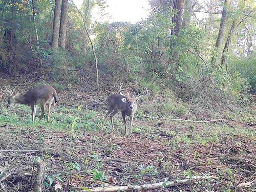 22 Acres Butler Co : Honoraville : Butler County : Alabama