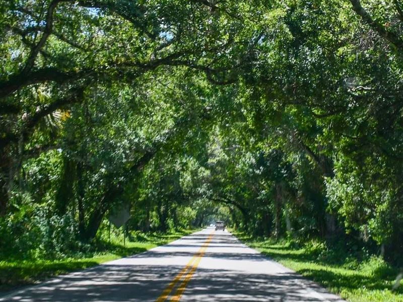 Taylor Creek Preserve : Okeechobee : Okeechobee County : Florida