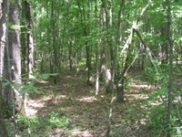 80 Acres in Texarkana, Arkansas : Texarkana : Miller County : Arkansas