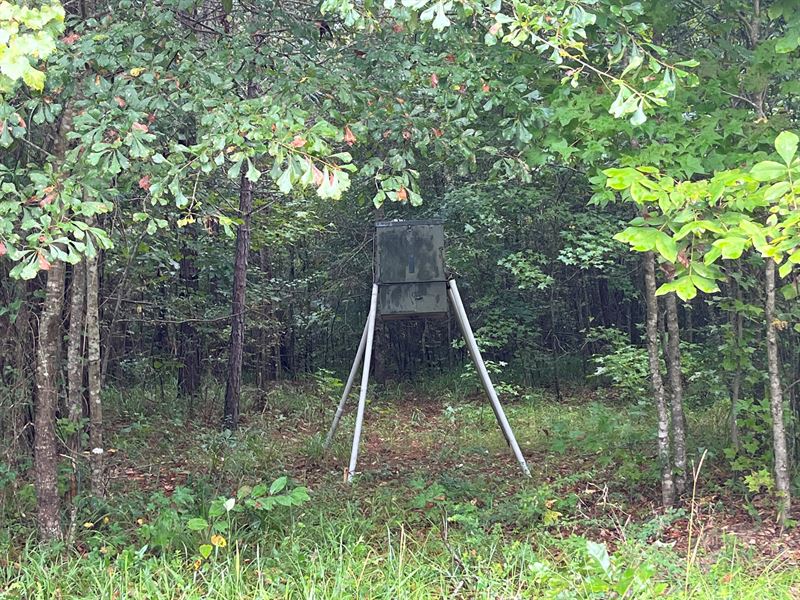 Middle Georgia Hunting Tract : Jeffersonville : Twiggs County : Georgia