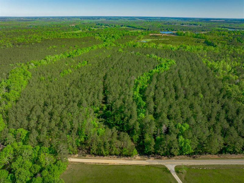 Leopard Tract : Saluda : Saluda County : South Carolina
