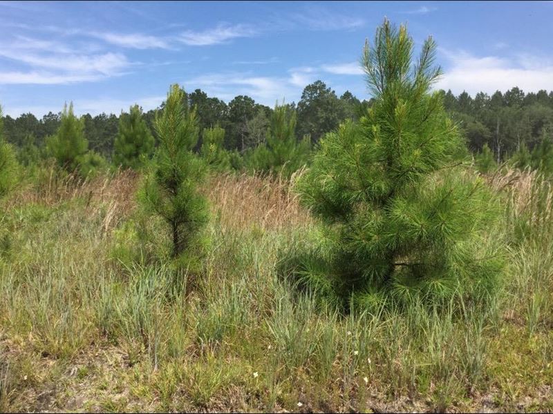 Build Your Home in The Country : Guyton : Effingham County : Georgia