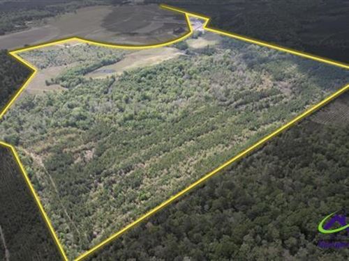 Timber / Recreational in Dodge Co : Eastman : Dodge County : Georgia