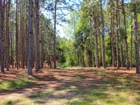 133 Ac Dale Co, Longleaf Farm : Newton : Dale County : Alabama